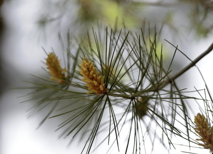 白皮松树花首发