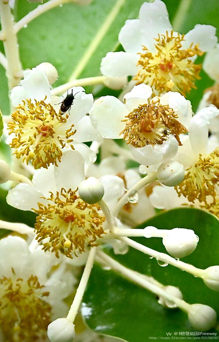 琼崖海棠红厚壳首发