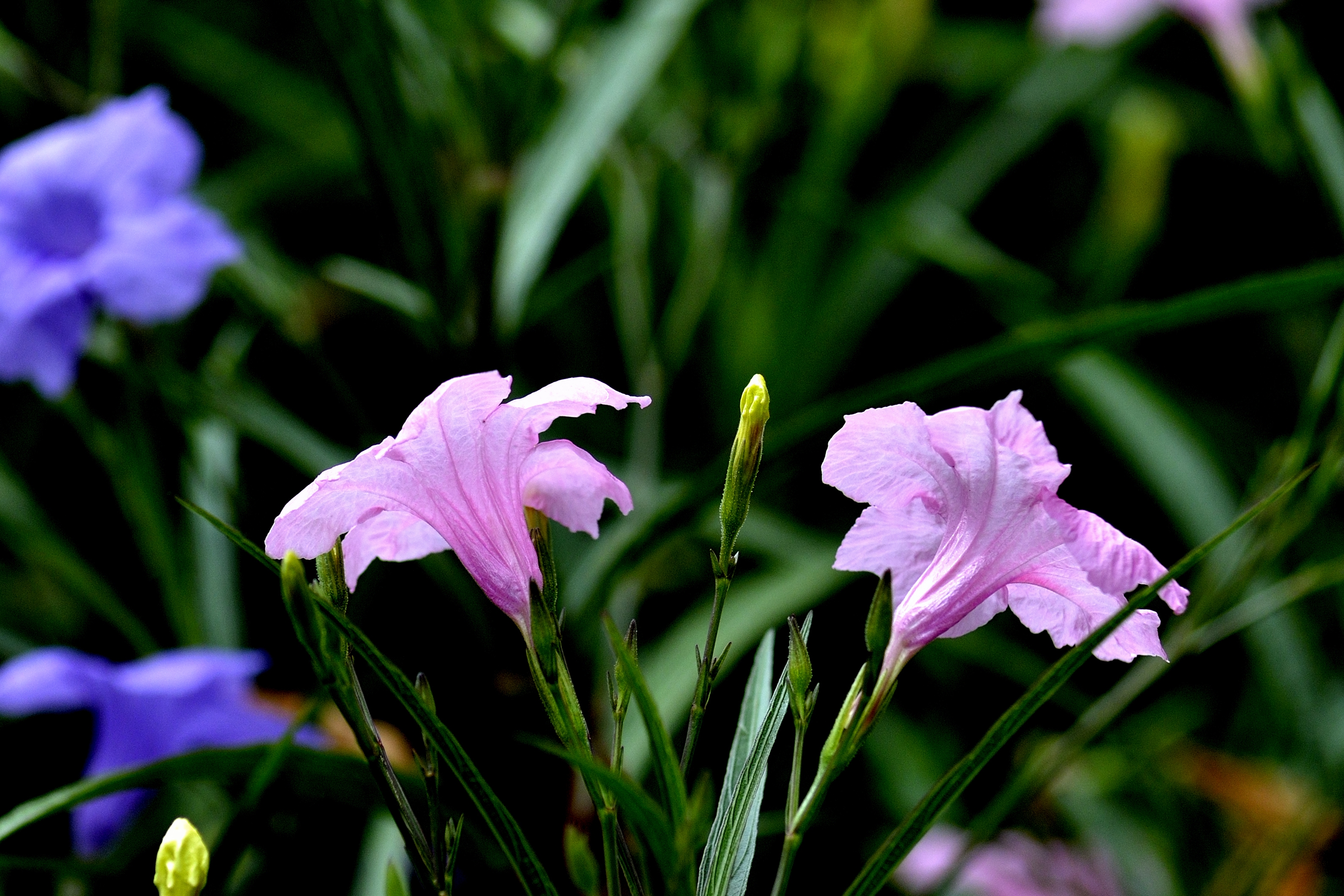 蓝花草续(首发)
