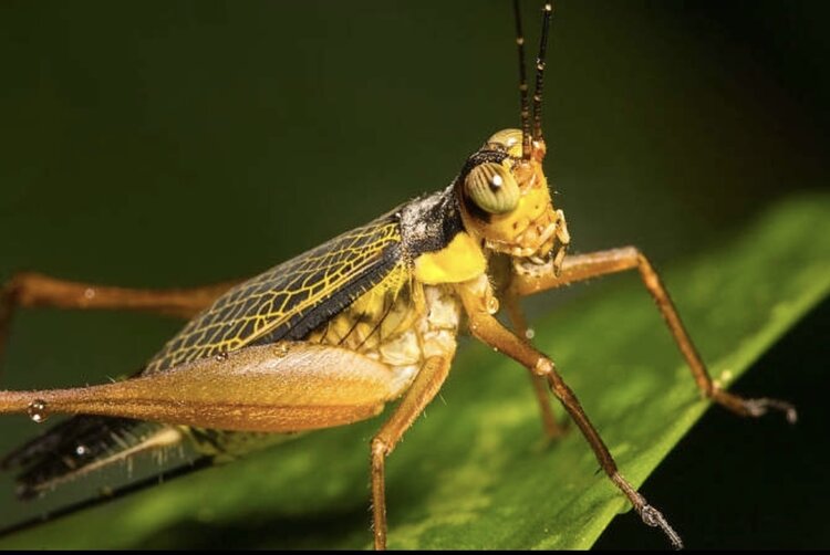 就是那一只蟋蟀