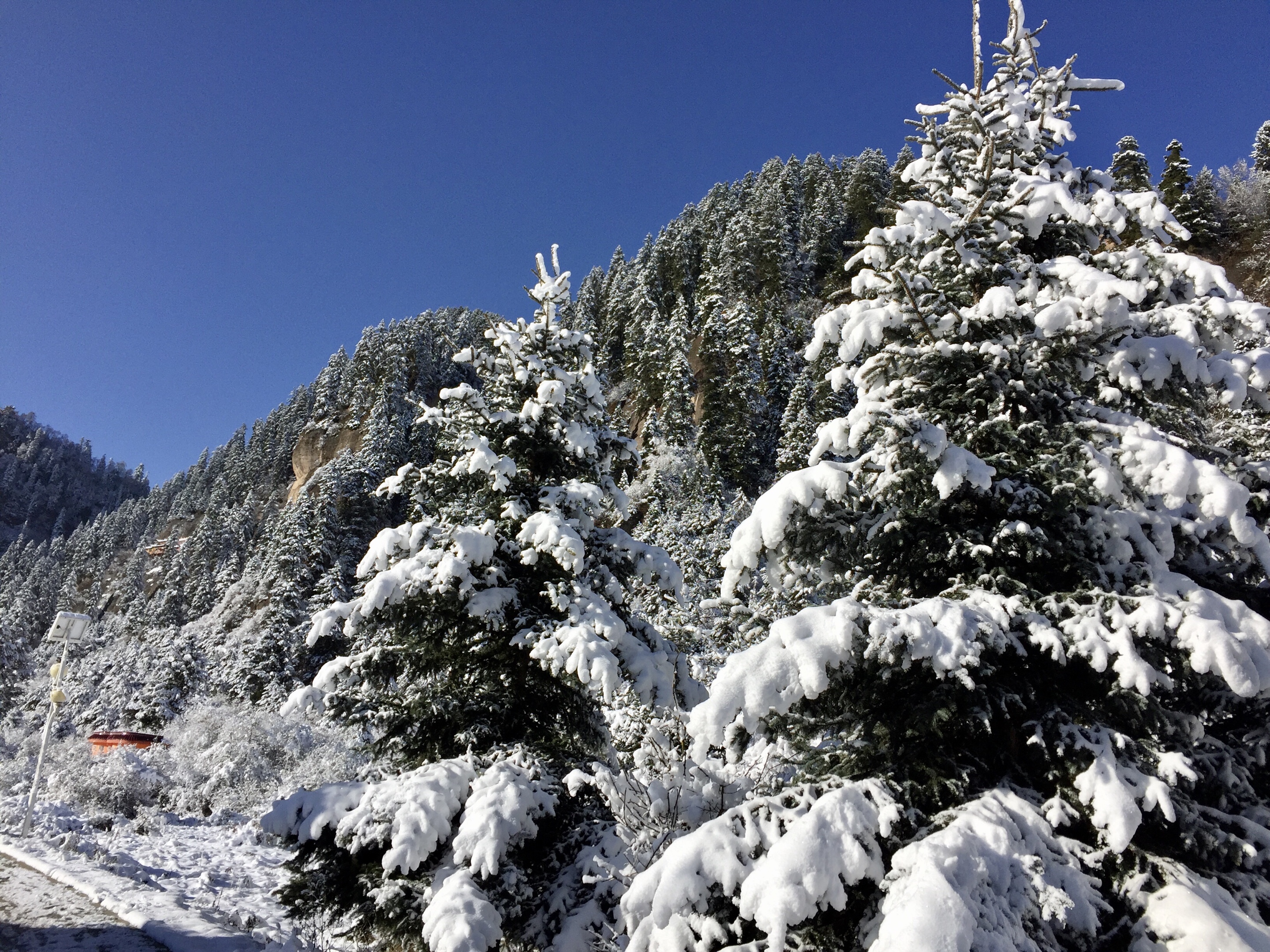 大雪压松树图片大全图片