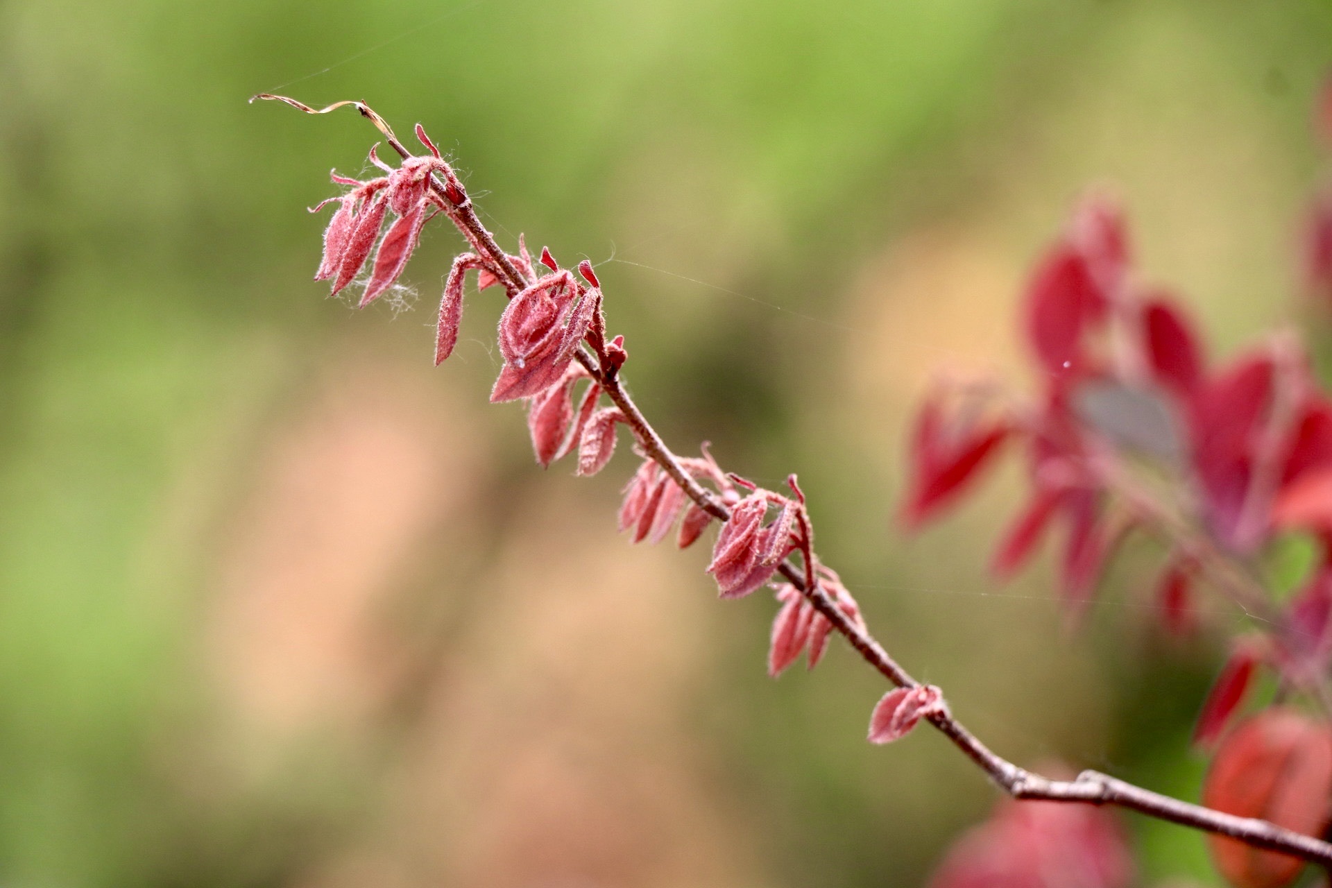 【首发】红花檵木