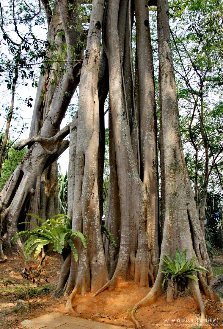 打洛独树成林风景区首发