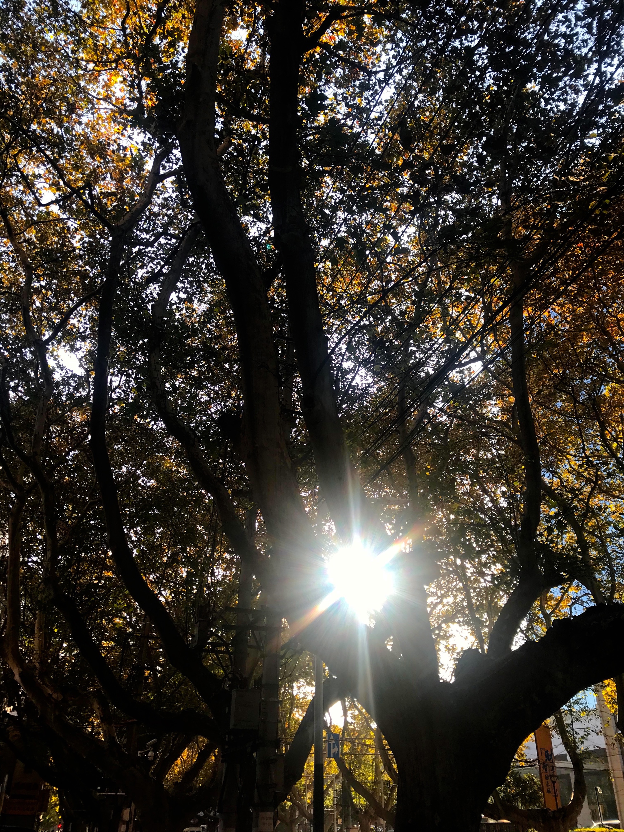 诗词里的梧桐(首发)