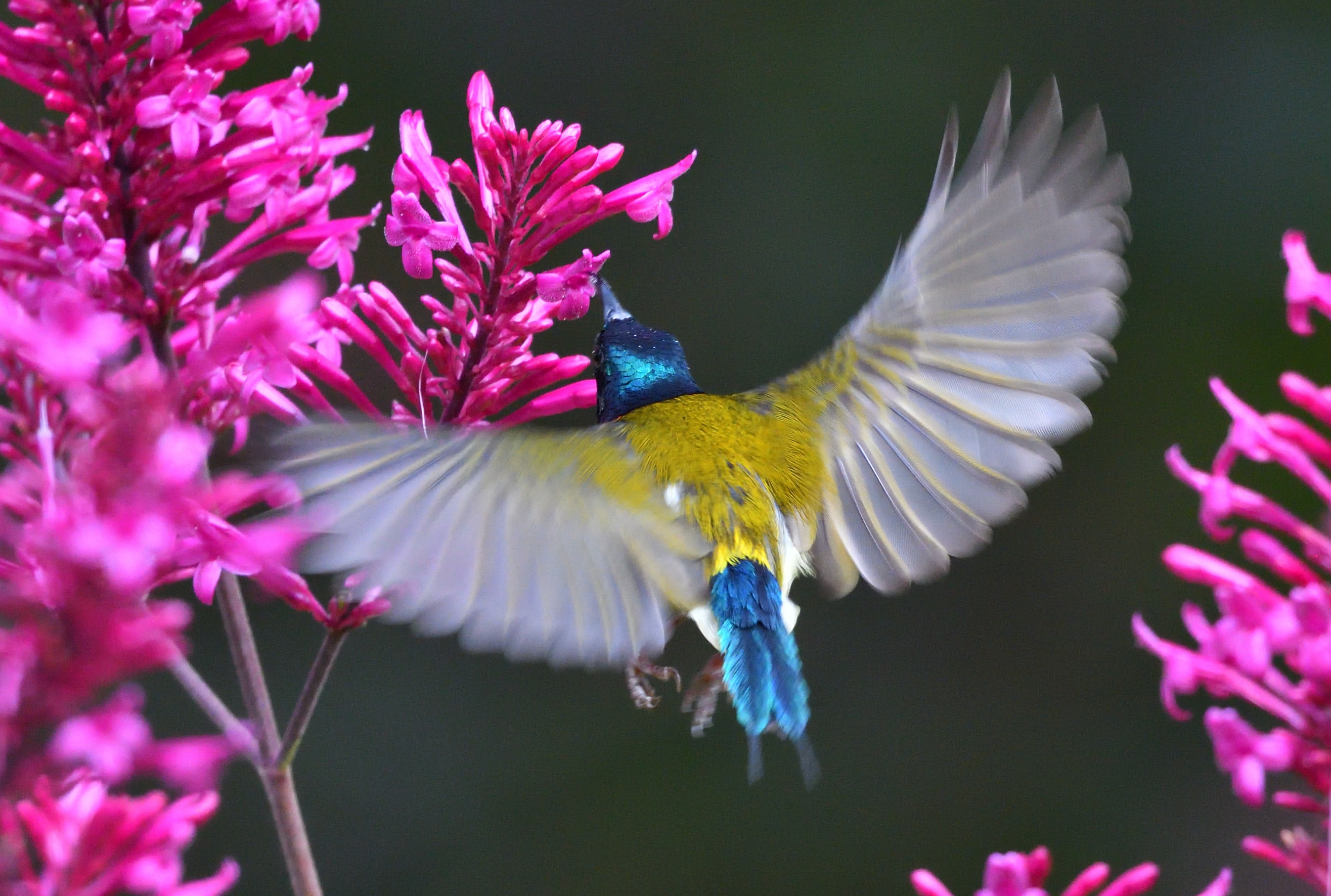 叉尾太阳鸟爱上花
