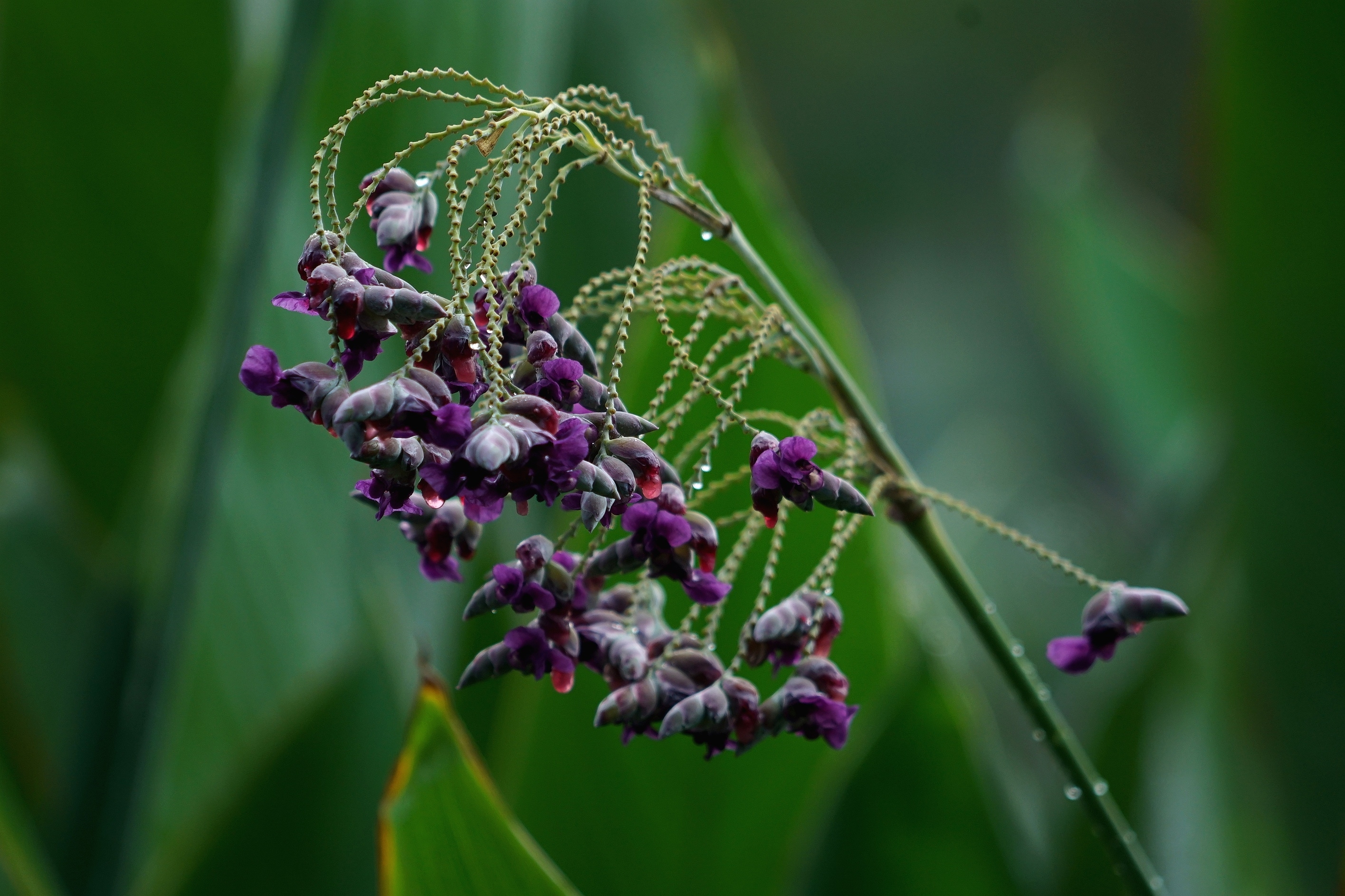 清新可人再力花