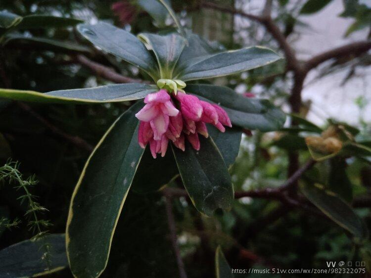 瑞香花