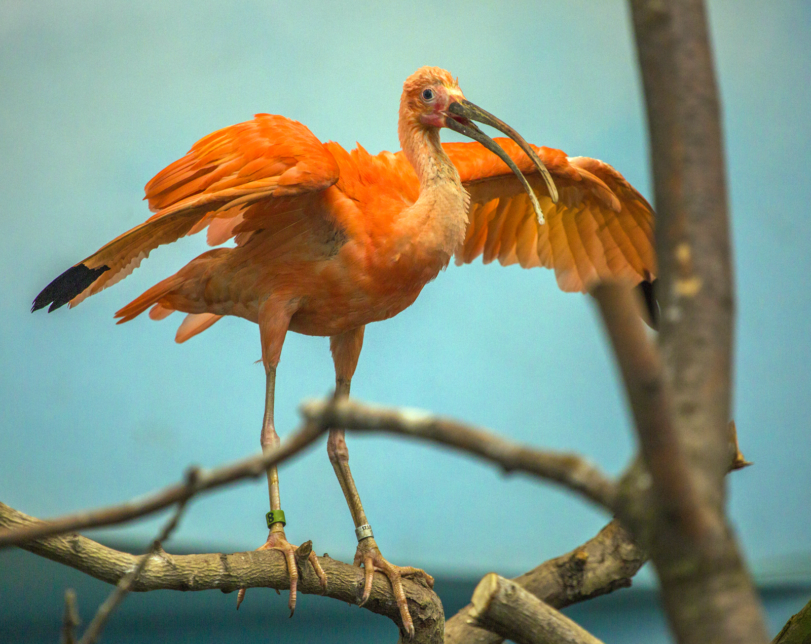 【首发】美洲红鹮