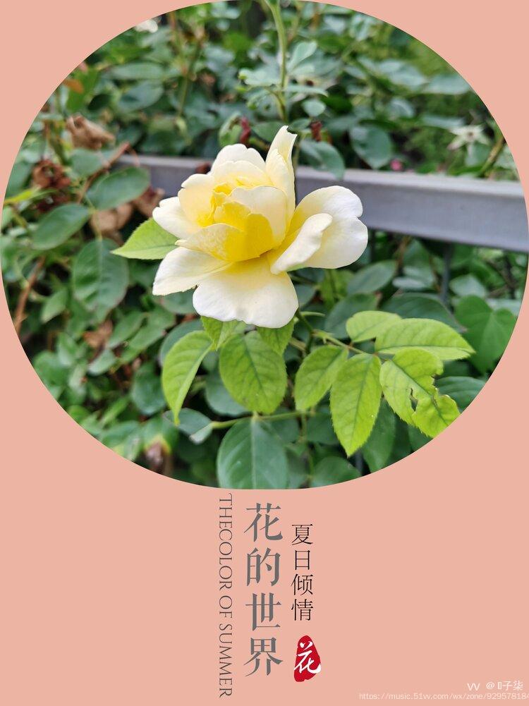 月季花黄原创首发