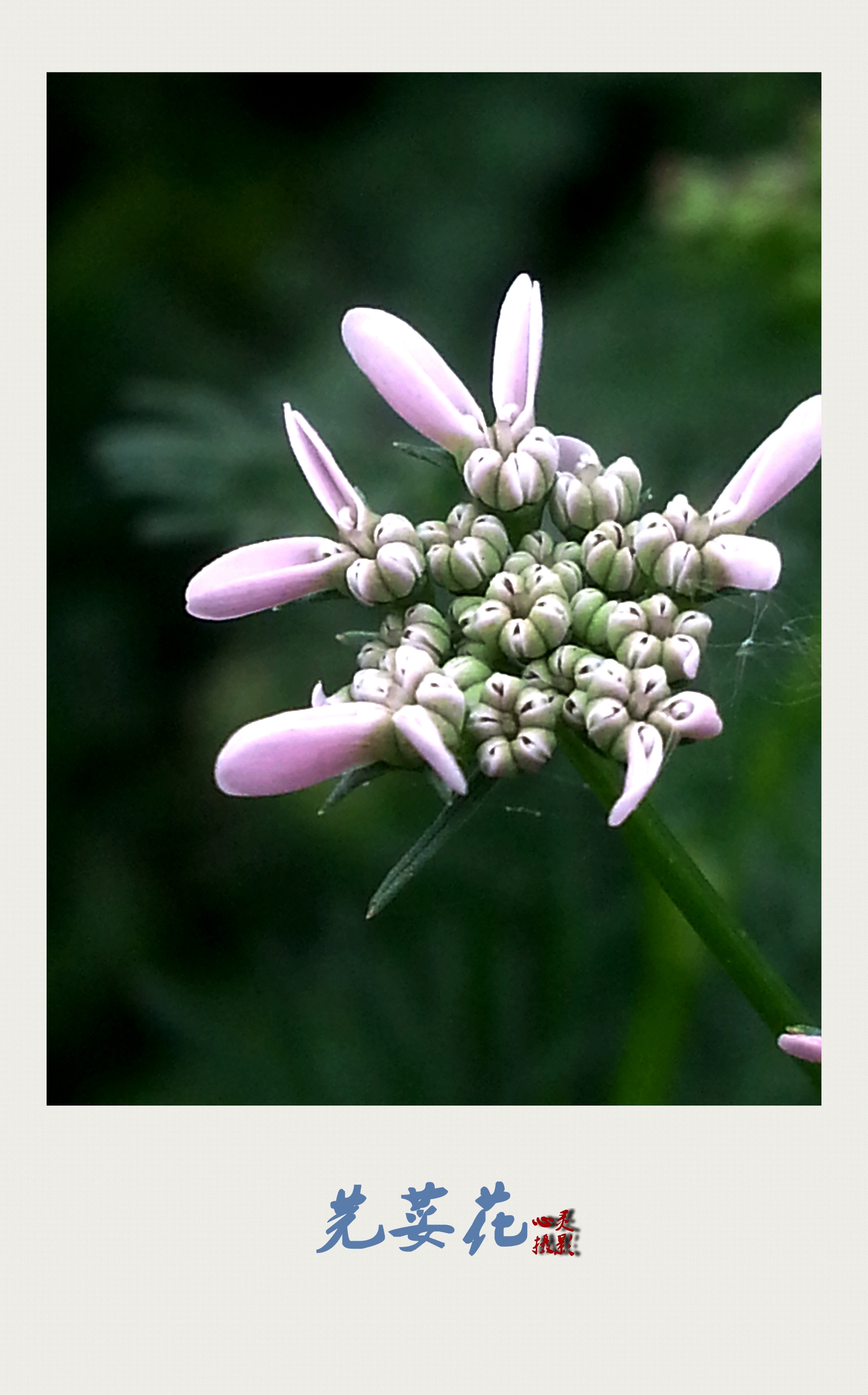 【首发】芳香的芫荽花