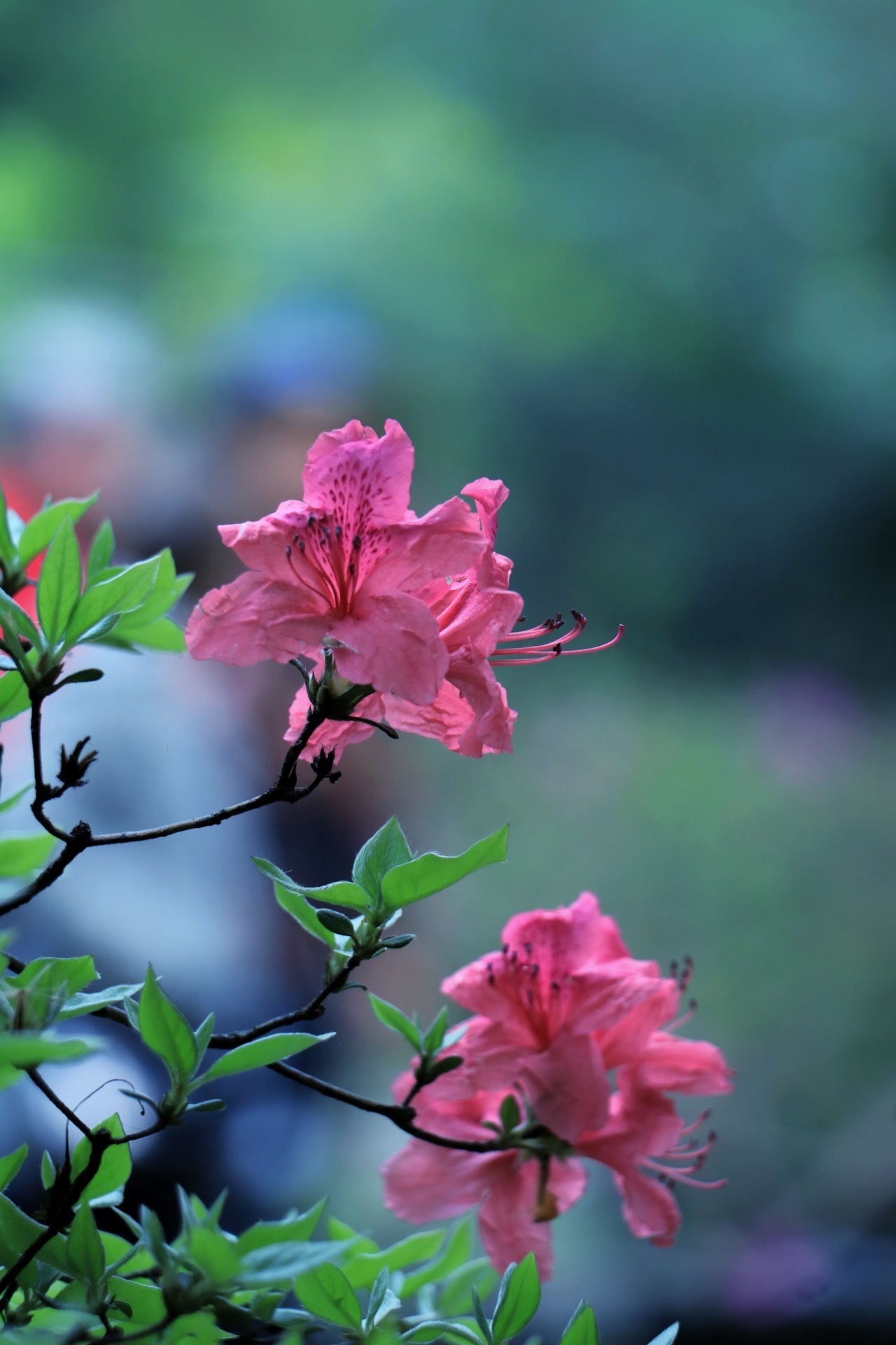 花中西施是什么花(花中西施是什么花名)