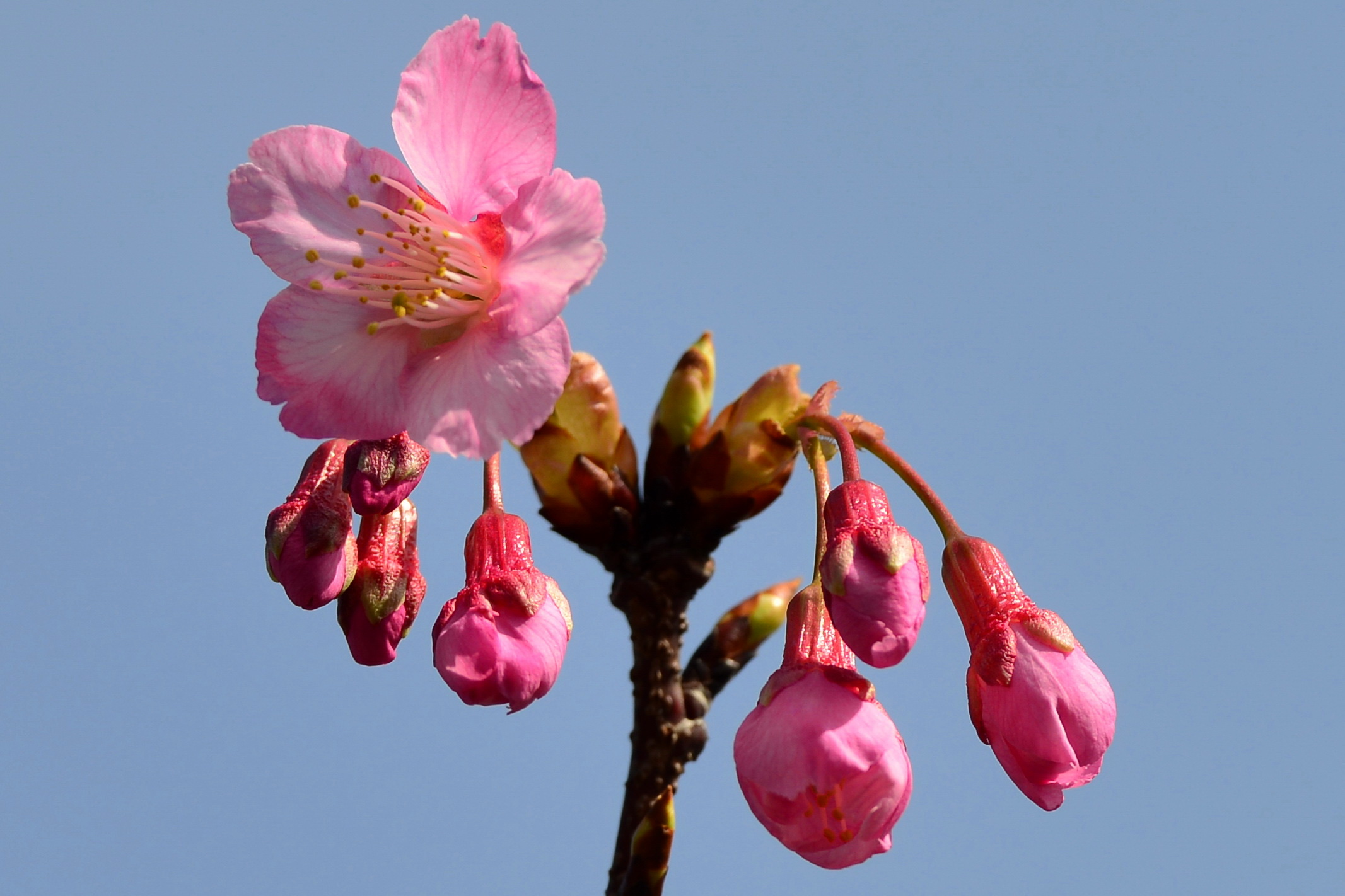 【首发】优雅微笑寒绯樱