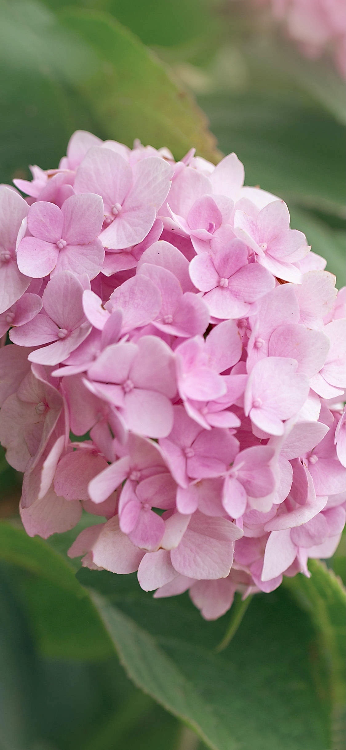 【首发】粉绣球