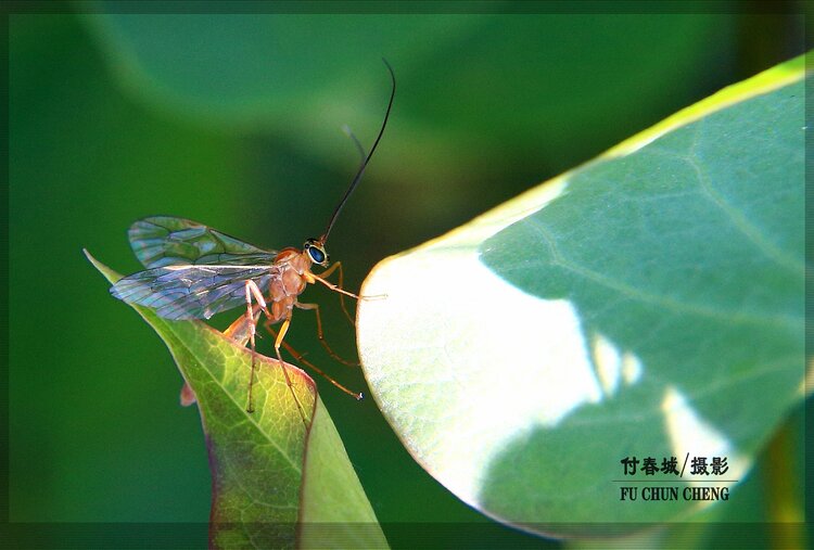 原创首发昆虫摄影之十五蚊蛉
