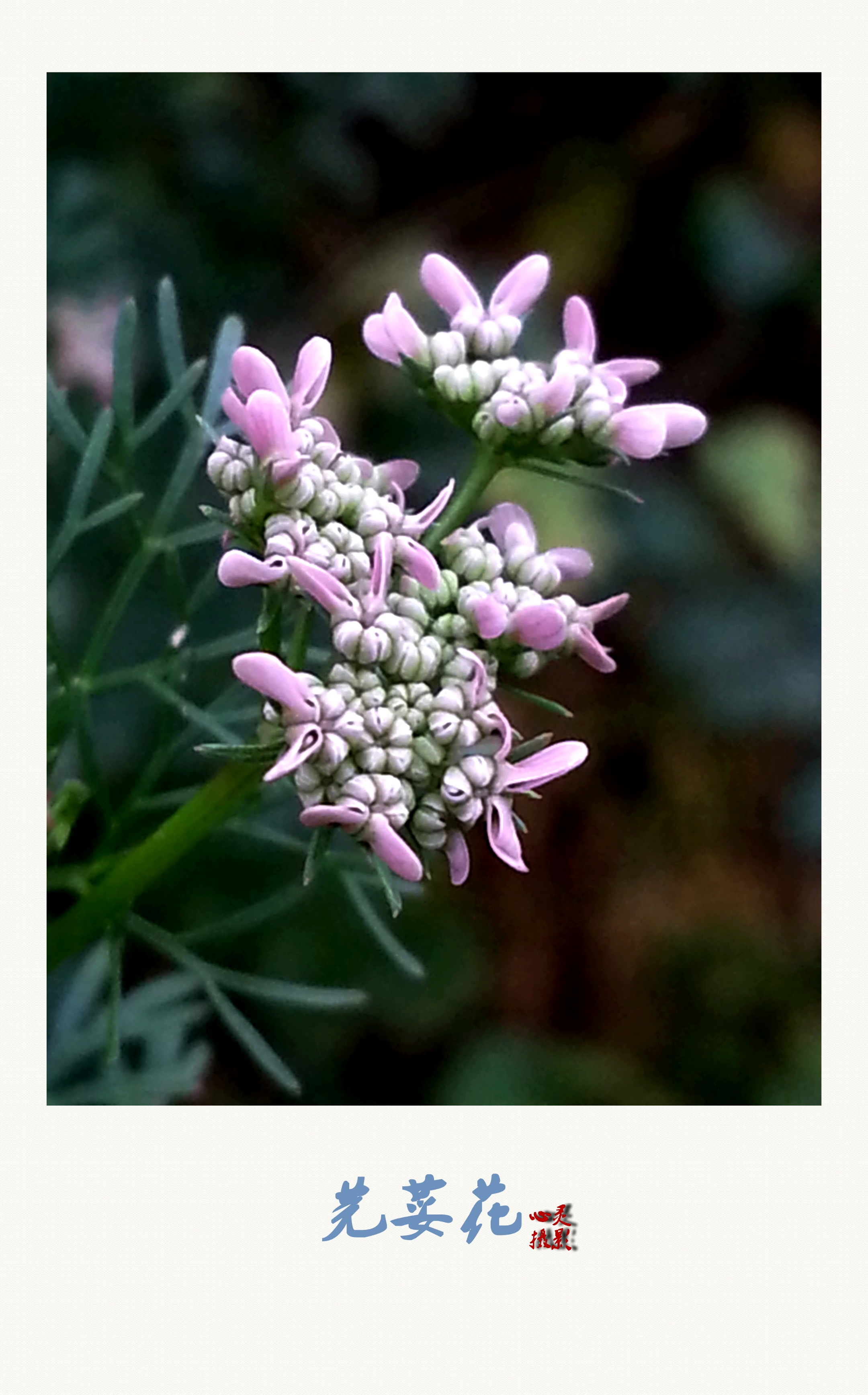 【首发】芳香的芫荽花