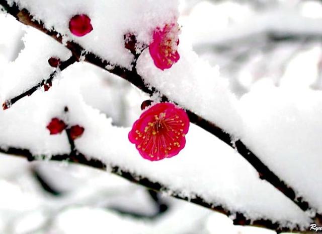 【七絕】雪梅情深