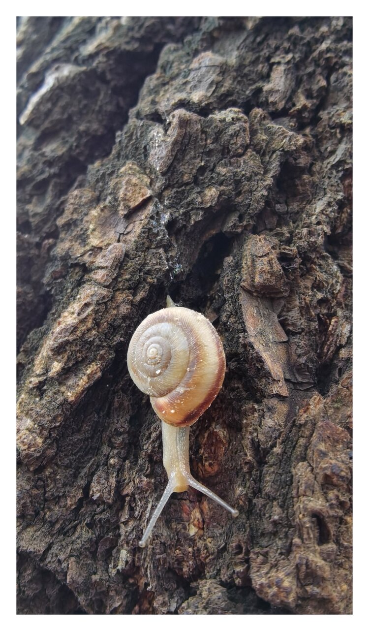 大自然中的小蜗牛2首发