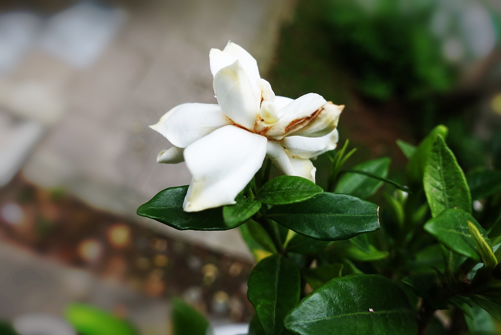 【首发】栀子花开