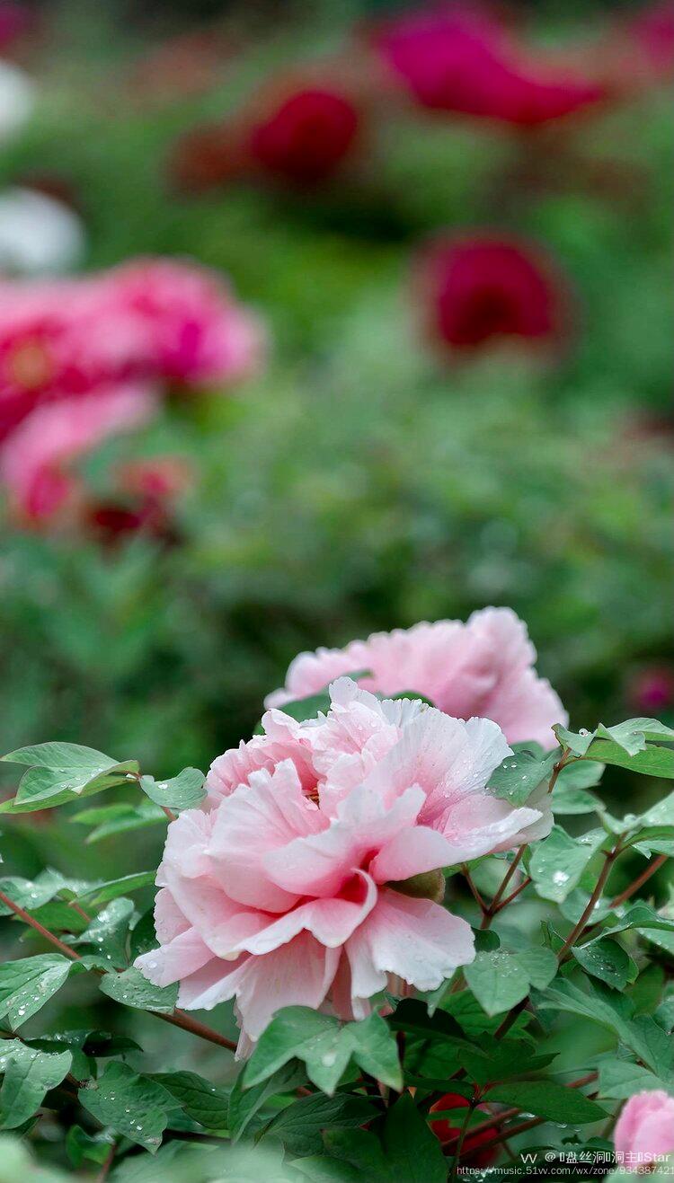 首发六月花开季五