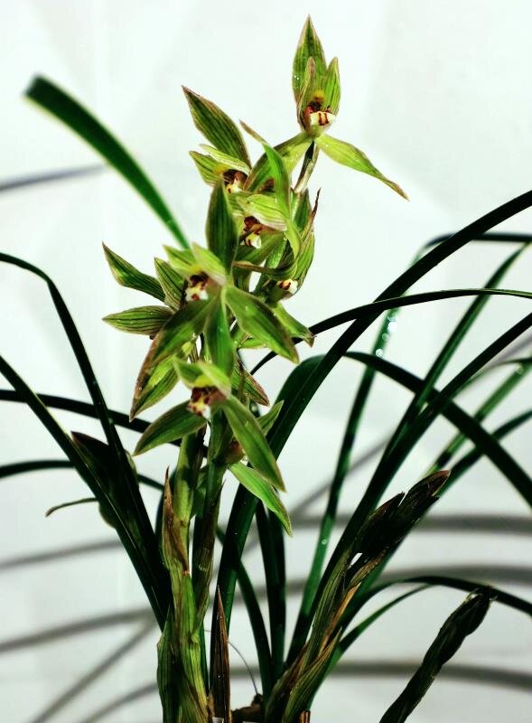 很多不知道兰花象征着什么品格的花友可