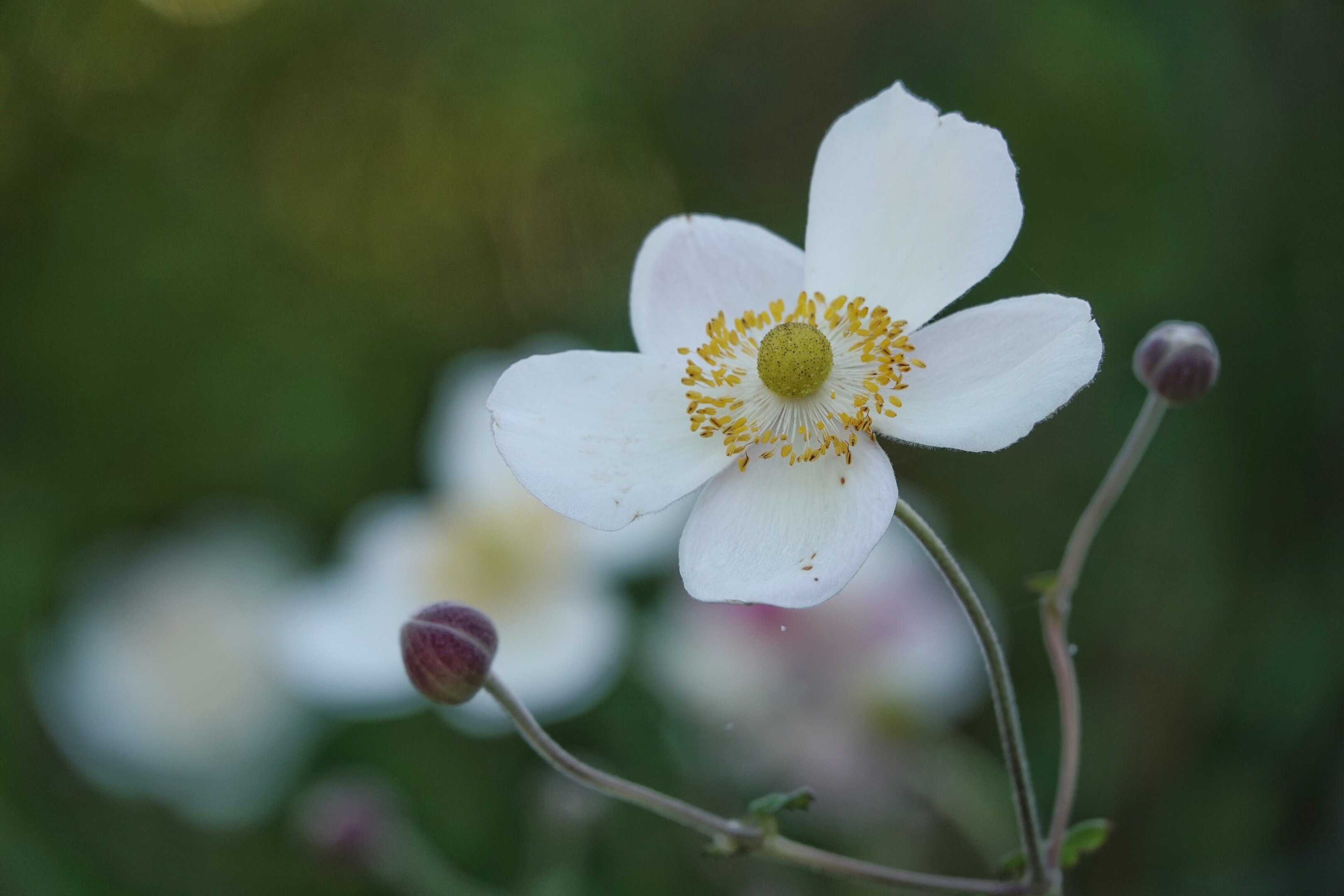 散落山间的野棉花
