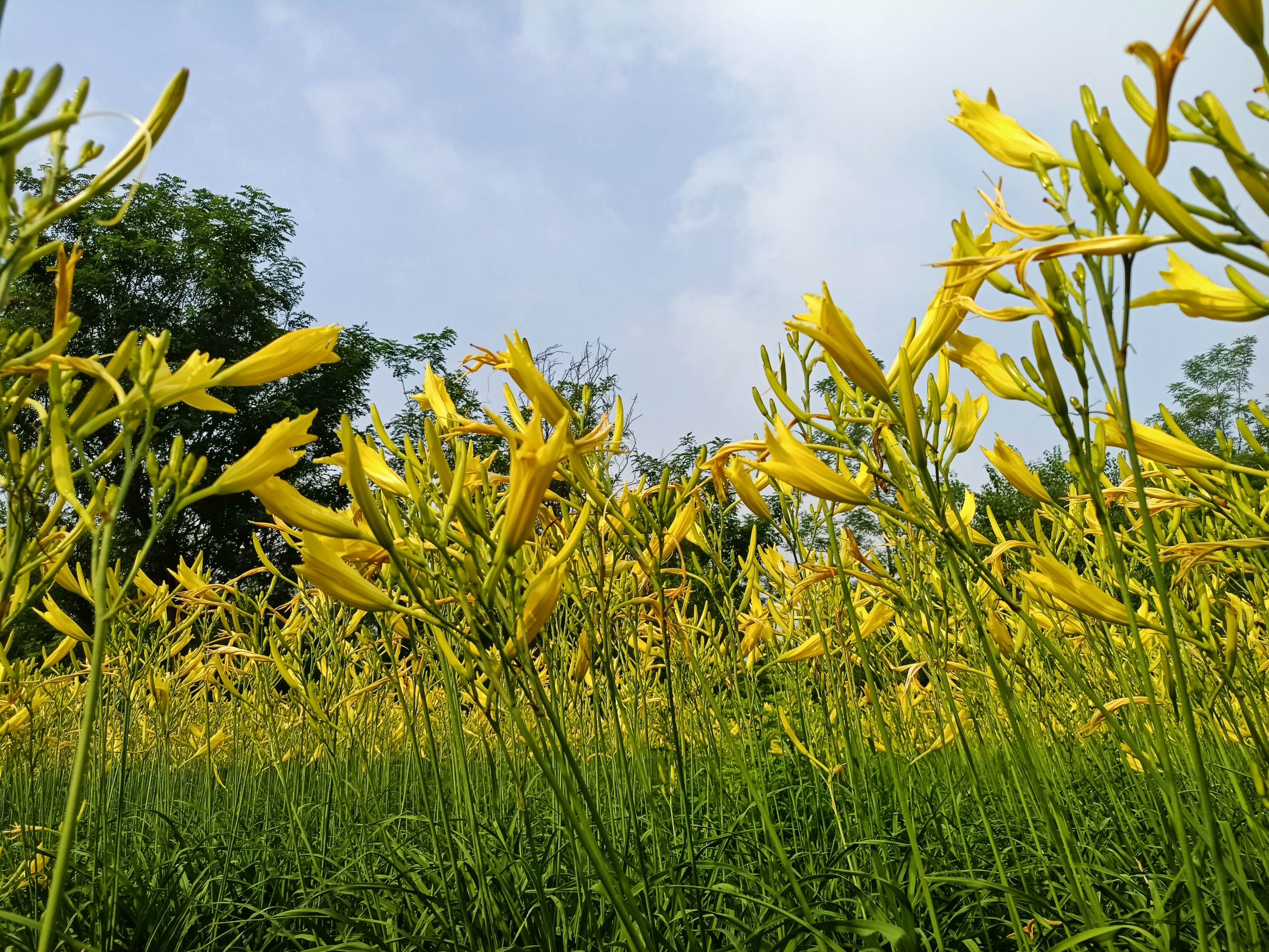 雨后萱草别样艳【首发】