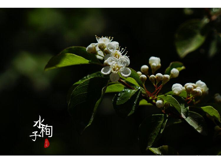 暮春时节水栒子开花首发