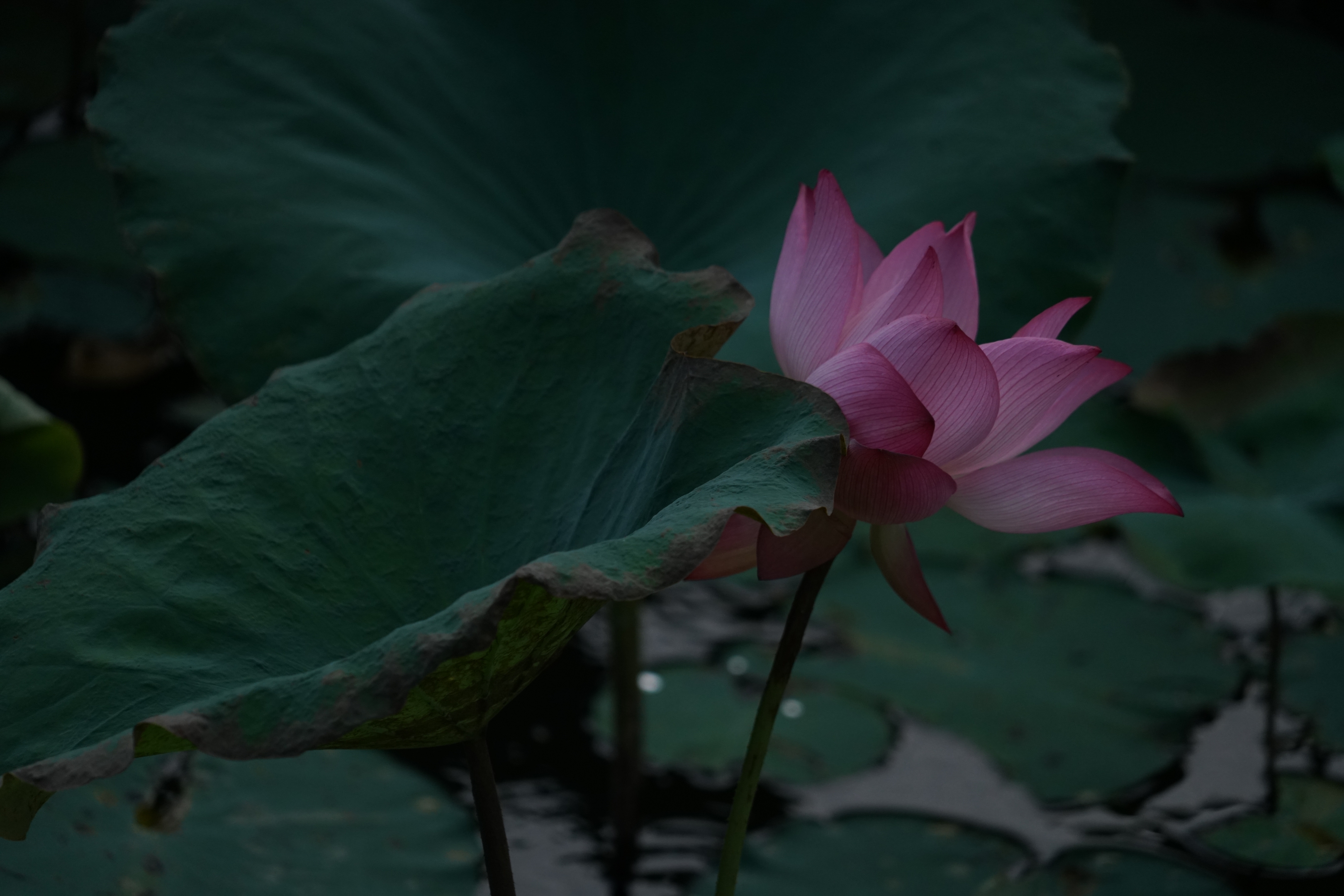 芙蓉照水弄娇斜