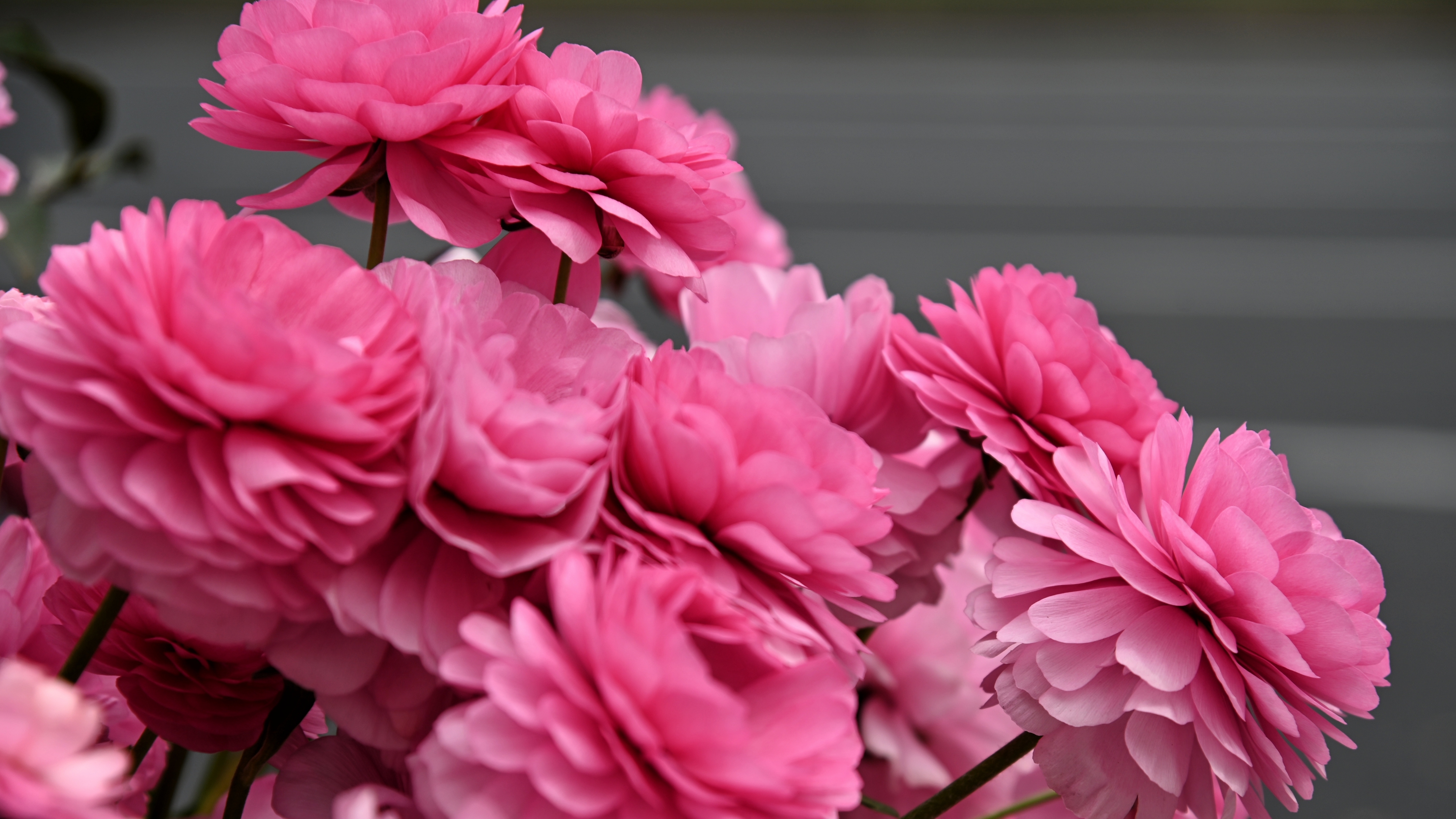 层层叠叠花毛茛