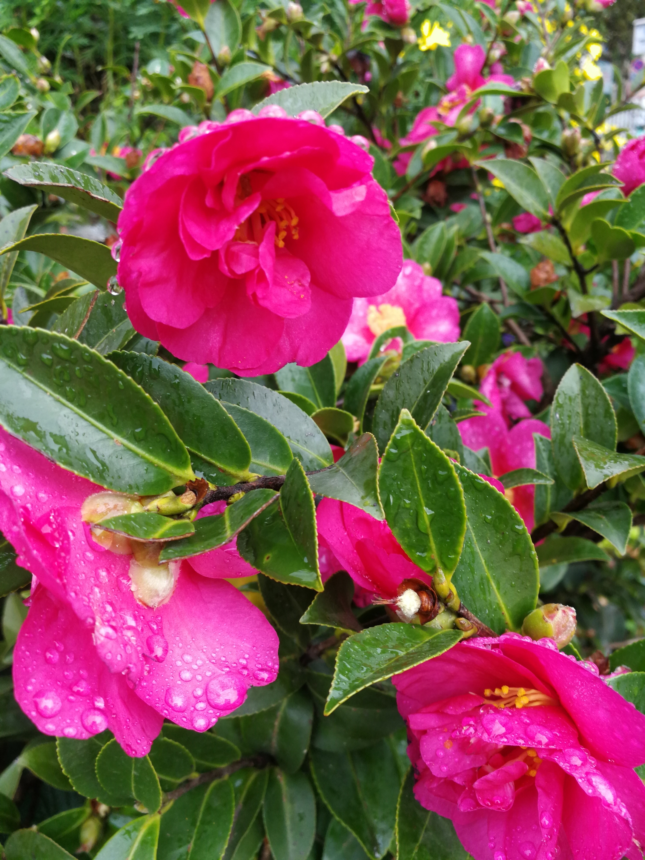 雨后茶花千滴泪