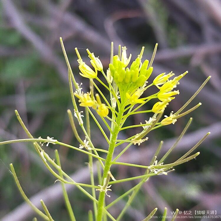 微距下的草尖摄影首发