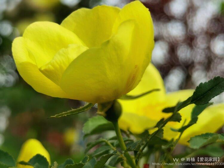 四季花開——薔薇花黃薔薇,屬矮小灌木,是優良的新