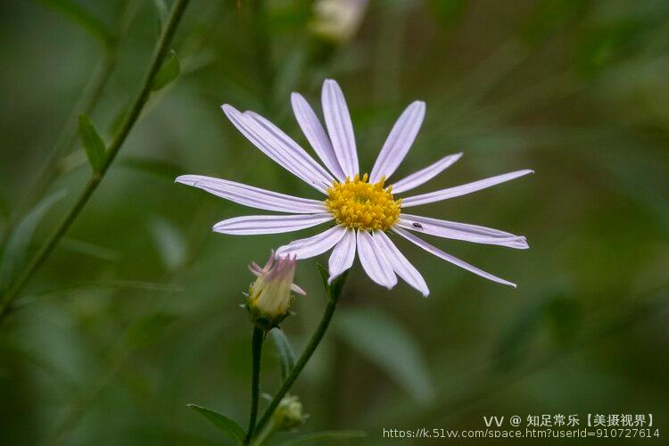 知足常乐【美摄视界】:【首发】裂叶马兰 - vv