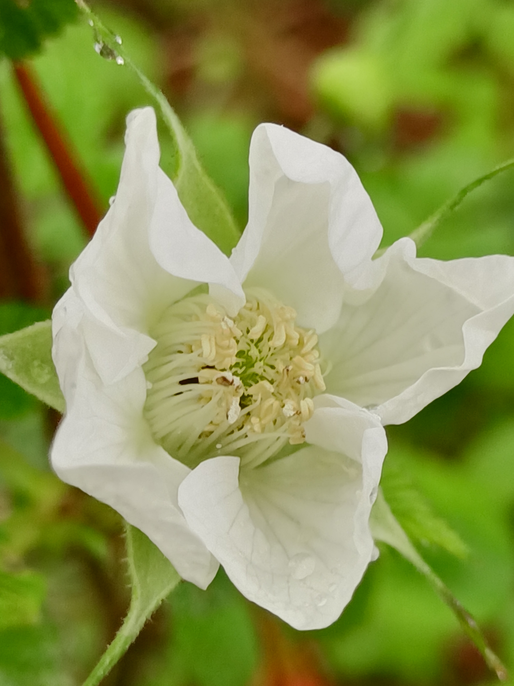 【首发】雨后蓬蘽