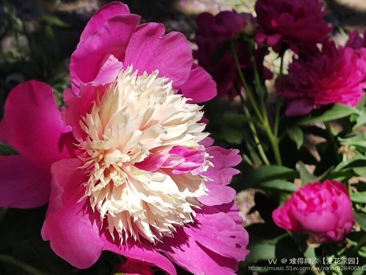 芍药极品双色花vv首发
