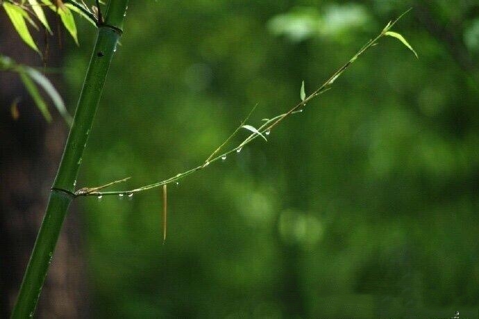 【西窗私语静竹清幽】首发