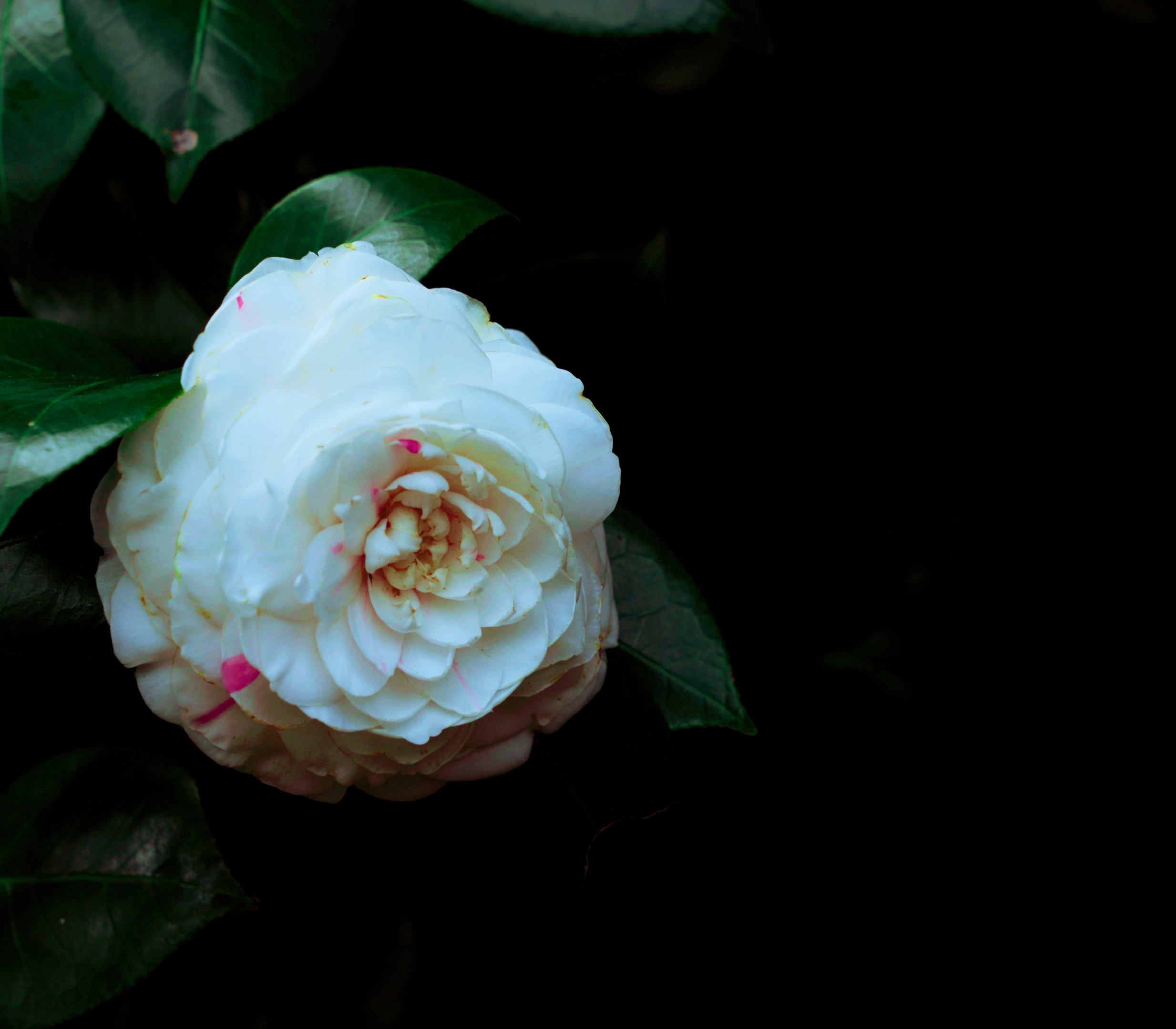 【原创首发】白茶花