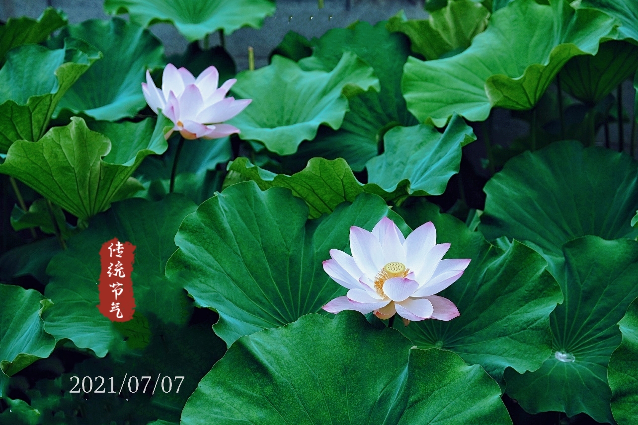 古猗园荷花展《首发》