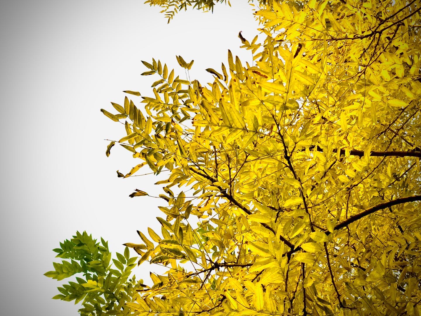 槐树图片 秋天图片