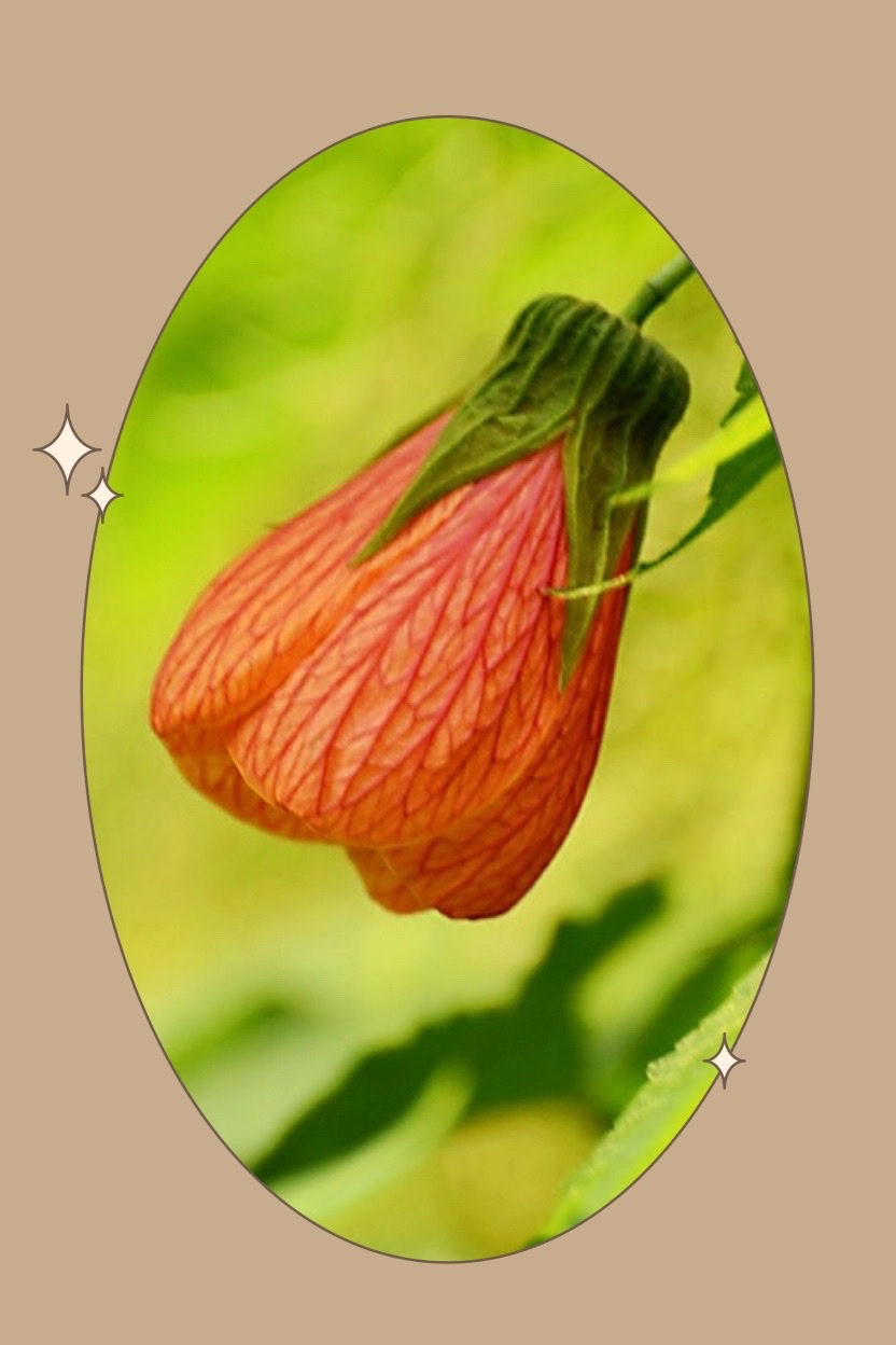 金铃花的花语:喜庆,吉祥,安宁,感恩!也代表著希望,自信.