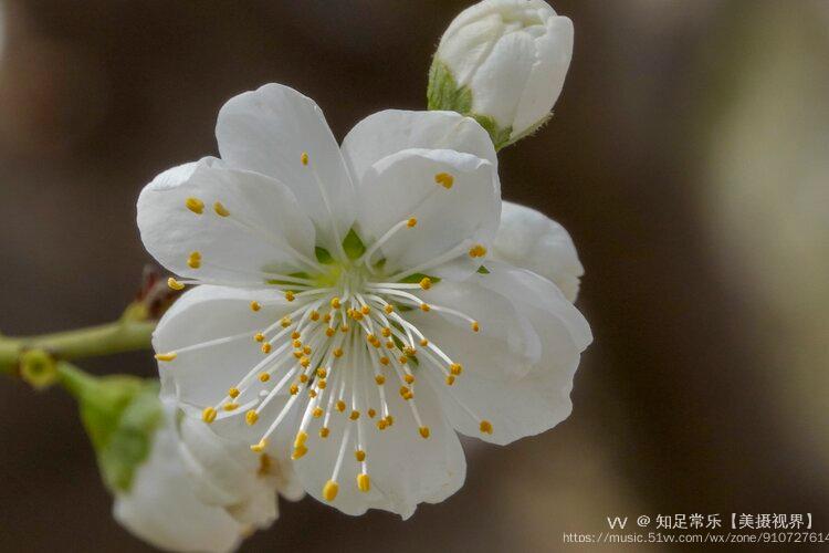 白花山碧桃图片图片