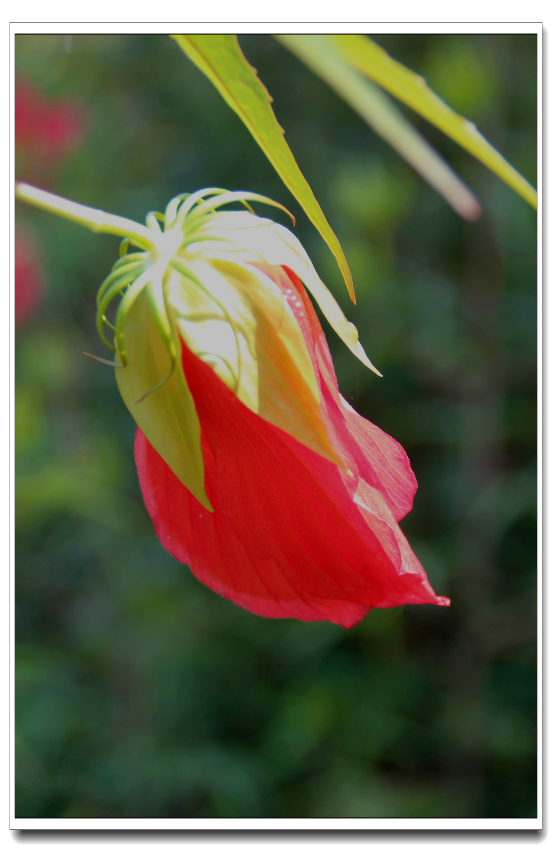 【首发】热情似火的红秋葵