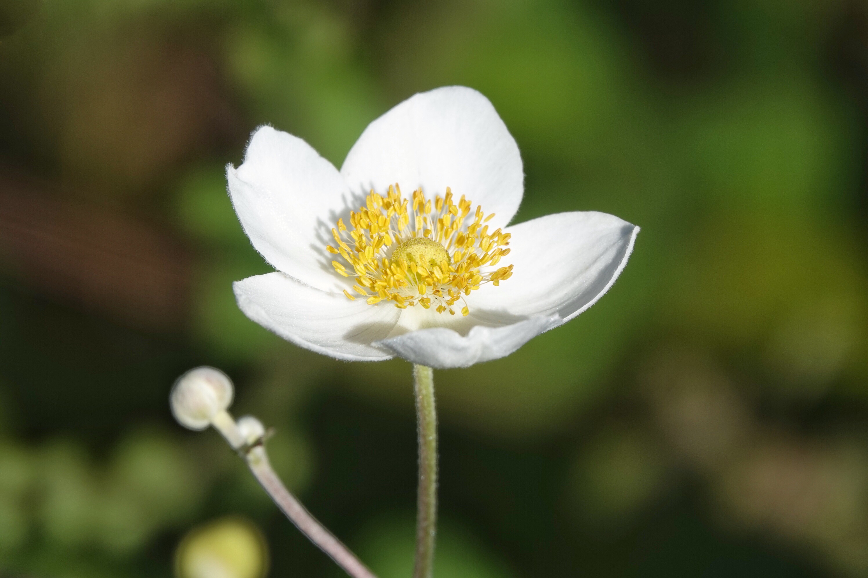 散落山间的野棉花