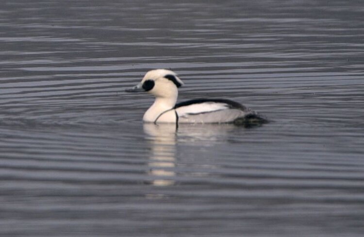颐和园来了熊猫鸭首发
