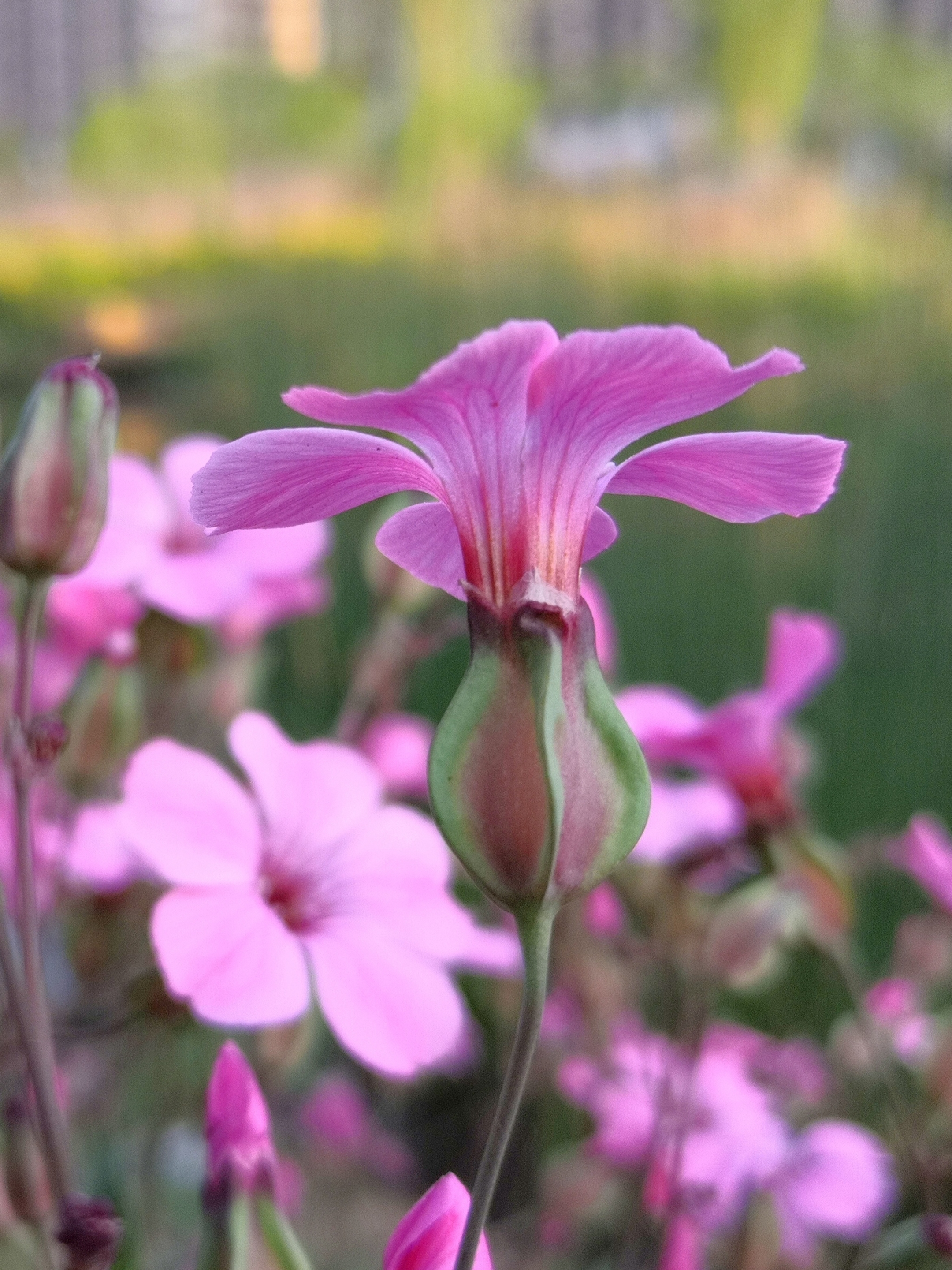 麦蓝菜礼赞【首发】