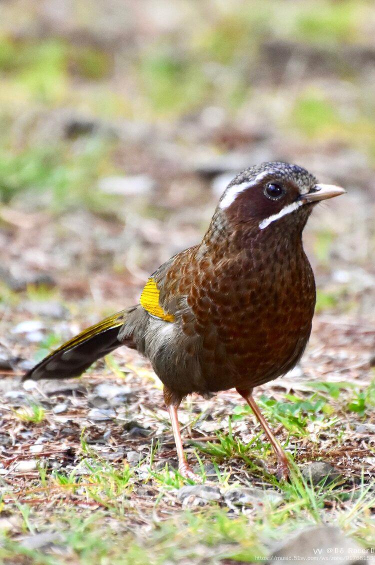 玉山畫眉金翼白眉