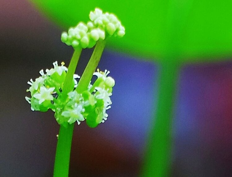香菇草南美天胡荽