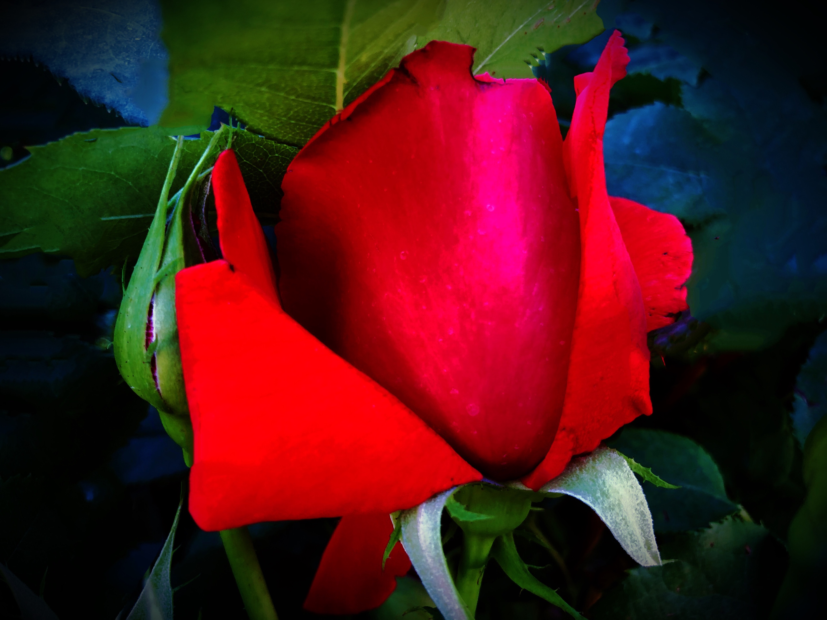 玫瑰原产中国,栽培历史悠久,属蔷薇科,是优良的花灌木,又是