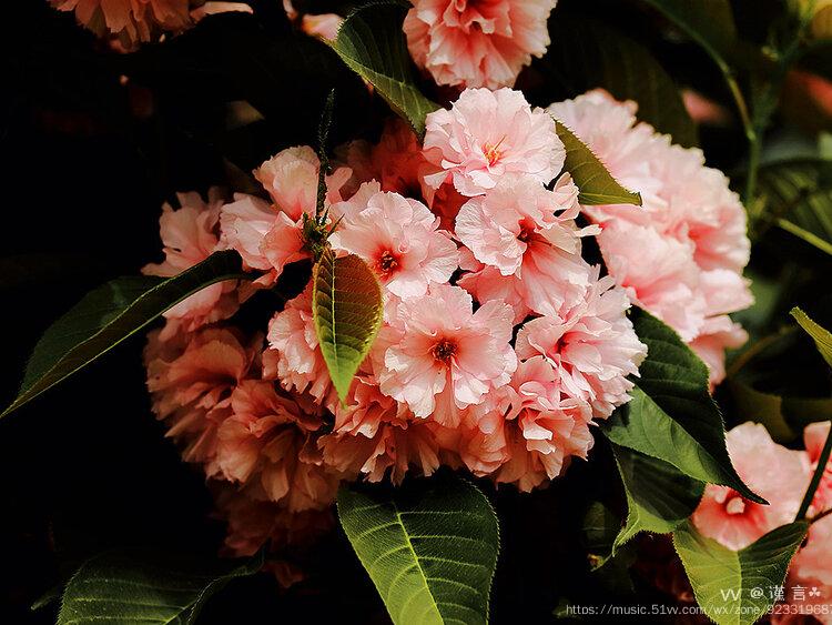 樱花二普贤象樱