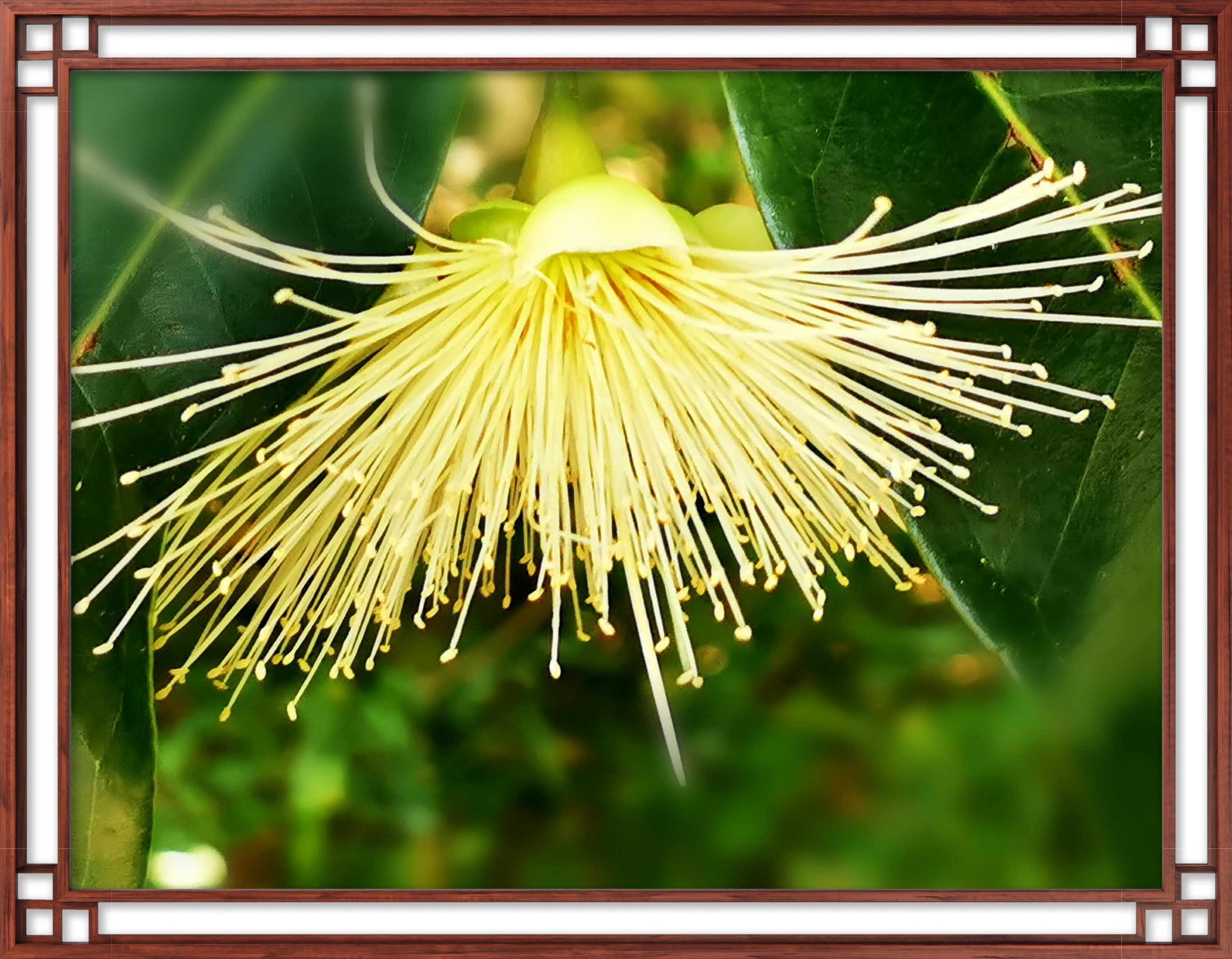 【首发】水蒲桃